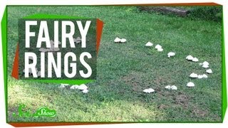 Fairy Rings [upl. by Mohr]