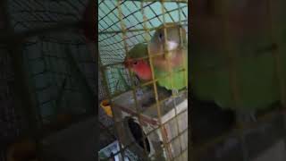 New love birds le liye hai talkingparrotscareandroutine [upl. by Petua436]