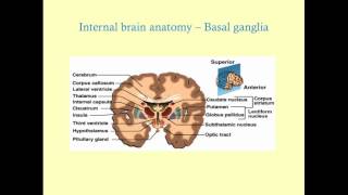 Essentials of Neuroanatomy  CRASH Medical Review Series [upl. by Tailor]