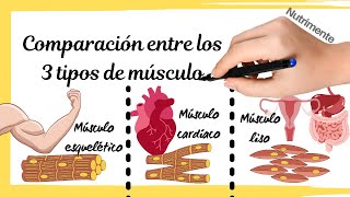 COMPARACIÓN de los 3 TIPOS MUSCULARES Esquelético cardíaco y liso [upl. by Adnauqahs]