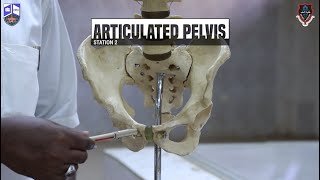 Pelvis amp Perineum I Practical 1 I Station 2 I Articulated Bony Pelvis [upl. by Nosmirc]