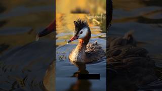 beautiful birds short funny water nature sea coral video birds sorts river ponds bird [upl. by Atiek835]