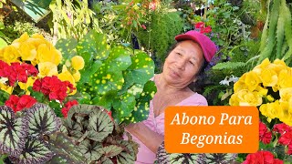 EL Mejor ABONO CASERO para tus BEGONIAS para hacerlas FLORECER todo El Tiempo [upl. by Aharon]