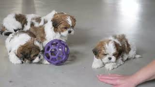 Shih Tzu Puppies For Sale [upl. by Olav]