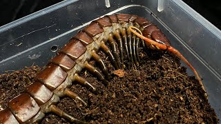 Scolopendra sp” Black orion” [upl. by Semyaj]