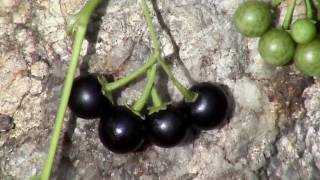 Edible Plants Black nightshade [upl. by Netaf]