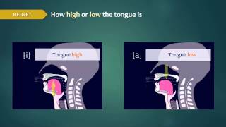 Introduction to Articulatory Phonetics Vowels [upl. by Denys422]