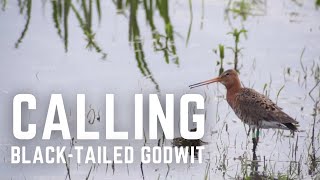 Blacktailed godwit calling Project Godwit [upl. by Maer]