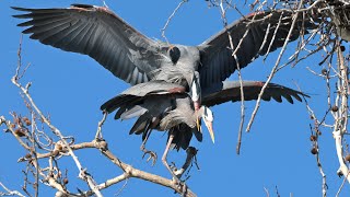 20240219 Great Blue Herons In Flagrante Delicto [upl. by Beaver487]