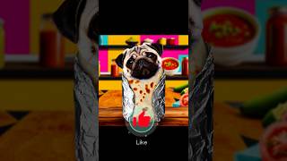 Pug Burrito 😂🐶🌯 dougthepug funny pugspugspugs pets pugobsession [upl. by Edya]