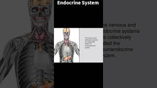 Endocrine System nursing medicine nursingexam [upl. by Sirah]