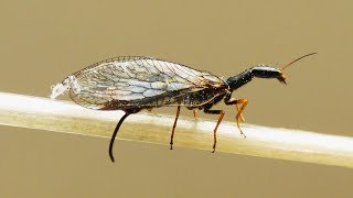 Dlouhošíjka žlutonohá  Yellowfooted snakefly Dichrostigma flavipes [upl. by Townshend]