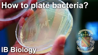 Bacterial Isolation on Petri Dish  Biology Lab Techniques [upl. by Davie946]