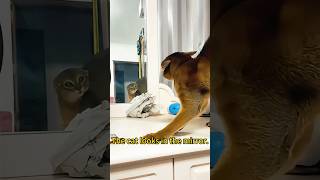 Cat looks in mirror and scares itself happy music happy cat funnyhappy funnyanimal funny [upl. by Liatris]