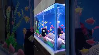 Widow Tetra Glofish Tank widow aquarium fishtank glofish spongefilter widowtetra [upl. by Merat]