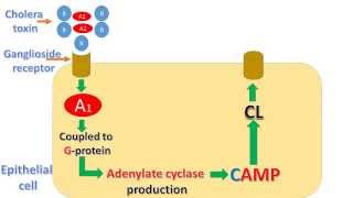 Vibrio cholera and cholera toxin mechanism [upl. by Cristen]