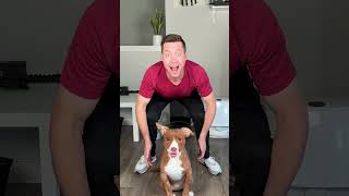 I PRANKED My Dogs With An IMPOSTER shorts [upl. by Heyman]