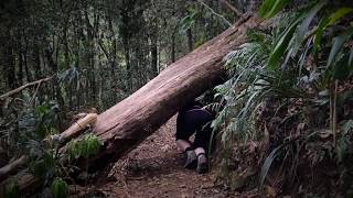 Springbrook National Park  Queensland Australia [upl. by Leona]