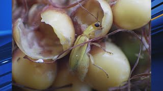 Corn Rootworm [upl. by Sioux]