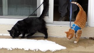 First Time Walking Cats in the Snow [upl. by Cinelli341]