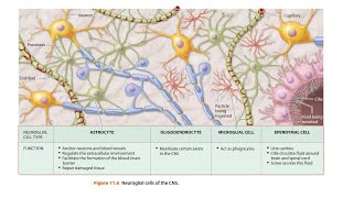 Neuroglia in Hindi [upl. by Ordnassela]