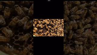 Waggle dance honeybeecommunicationpheromone [upl. by Ybbed]