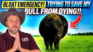 RAISING BEEF CATTLE FOR BEGINNERS – Treating Bloat In Cattle  and Trying to Save My Bull [upl. by Beverley133]