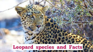 leopard all 7 species and top facts  leopard endangered  black leopard  zenzebar leopard [upl. by Currey]