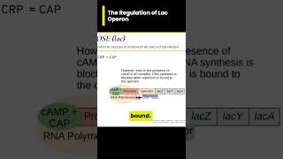 Regulation of the lac operon 🥲🧬 [upl. by Sandor285]