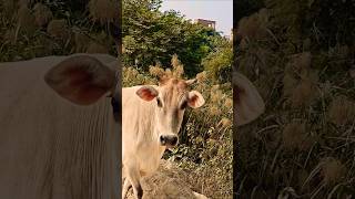 गाय हमारी आध्यात्मिक माता है🐂🥰🙏🚩 cowbhakti help respect animals maa [upl. by Ariahay789]