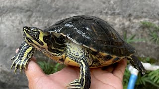 UNBOXING Yellow Belly Jantan 2 Ekor Langsung 🐢🐢 [upl. by Lyman]