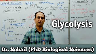 Reactions of Glycolysis  Cellular Respiration  11th Biology  MDCAT Biology  Dr Sohail [upl. by Nalim]