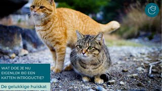 INTRODUCTIE NIEUWE KAT WAT DOE JE NU EIGENLIJK  De gelukkige huiskat  Kattengedrag [upl. by Aihsyak]