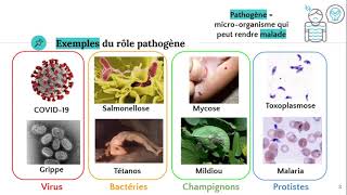 Les microorganismes pathogènes 🦠 [upl. by Nylessoj]