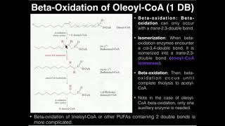 PUFAs BetaOxidation of Oleic Acid 1 Double Bond [upl. by Etnovahs]