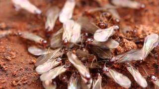 Termites Signs and prevention tips [upl. by Zennie645]