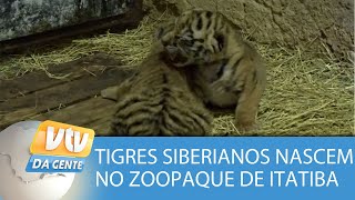 Dois filhotes de tigre siberianos nascem em zooparque de Itatiba [upl. by Nannarb]