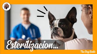 ESTERILIZACIÓN de PERROS Cuándo hacerlo Precio y Cuidados 🐶 Salud Canina 🐶 [upl. by Kaya]