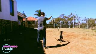 Curso básico de adiestramiento canino Venir al llamado día 2 [upl. by Acsicnarf]