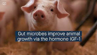 Gut microbes promote host growth by stimulating production of the hormone IGF1 [upl. by Akenom]