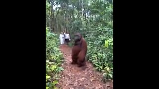 Tourists Come Across A 300 Pounds Adult Male Orangutan And He Peacefully Walks Away [upl. by Diella]