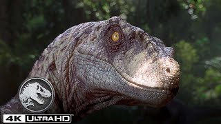 Las mejores escenas del Velociraptor en 4K HDR  Jurassic World [upl. by Marsiella]