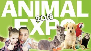 ANIMAL EXPO 2018  Des chiens des chats des oiseaux des lapins à adopter  Animaux Choupinou [upl. by Harpp]