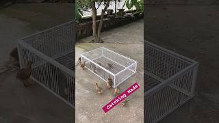 Hen amp Pigeon Catching Made Easy 🐓🕊️  Genius Recycling Cage Design petpalsshowcase RecyclingCage [upl. by Vipul]