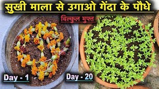 सुखी माला से उगाओ गेंदे के पौधे बिल्कुल मुफ्त ll Grow Marigold Plant Free of Cost ll Marigold Seeds [upl. by Hackathorn]