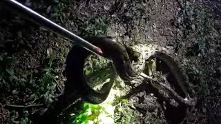 Reculated python snake 🐍found at night 😱 [upl. by Noemi632]