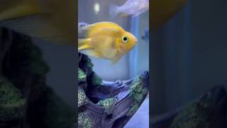 Parrot fish🐠 parrotfish parrotfishcare parrotfishtank fish fishtank aquarium ytshorts cute [upl. by Adiuqram]