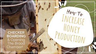 How to increase honey production Checkerboarding and opening the brood chamber [upl. by Ahsino858]