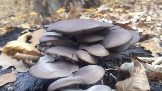 Késői laskagomba  Pleurotus ostreatus  Oyster mushroom AusternSeitling Austernpilz  2018 [upl. by Uphemia]