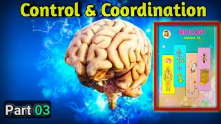 Chapter 9 Control and Coordination Detailed Neuron Structure  HSC 12th Maharashtra Board Biology [upl. by Goeger]